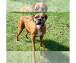 Small #4 Boxer