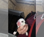 Small Photo #5 Old English Sheepdog Puppy For Sale in MESICK, MI, USA