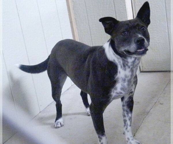 Medium Photo #6 Mutt Puppy For Sale in Holly Springs, MS, USA