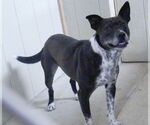 Small #5 Mutt