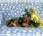 Small Photo #5 Dachshund Puppy For Sale in LINCOLN UNIVERSITY, PA, USA