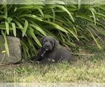 Small Photo #33 Cane Corso Puppy For Sale in BELGRADE, MT, USA