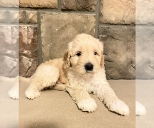 Portuguese Water Dog Puppy for sale in SWARTZ CREEK, MI, USA