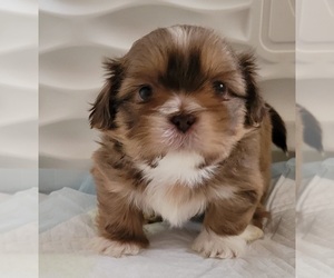 Shih Tzu Puppy for Sale in THOMASTON, Connecticut USA