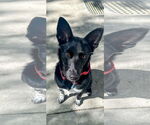 Small #14 Chihuahua Mix