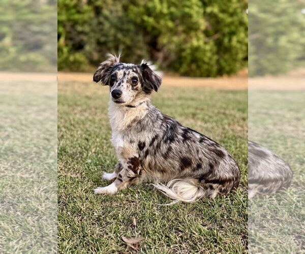 Medium Photo #3 Dachshund-Unknown Mix Puppy For Sale in PIPE CREEK, TX, USA