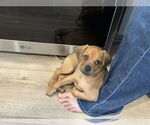 Small #15 Pug Mix