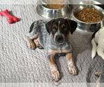 Small #1 Mutt