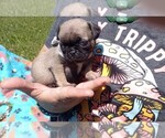 Puppy Minnie Pug