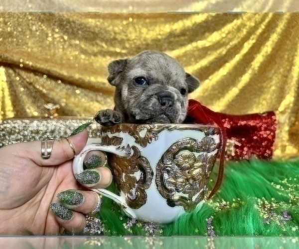 Medium Photo #107 French Bulldog Puppy For Sale in HAYWARD, CA, USA