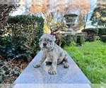 Small Photo #161 French Bulldog Puppy For Sale in HAYWARD, CA, USA
