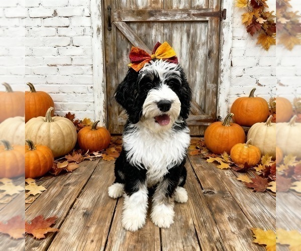 Medium Photo #2 Bernedoodle Puppy For Sale in MENIFEE, CA, USA