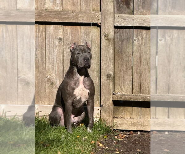 Medium Photo #6 American Pit Bull Terrier Puppy For Sale in Techny, IL, USA