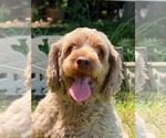 Small Cocker Spaniel