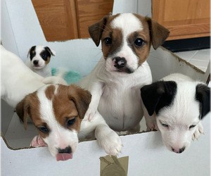 Jack Russell Terrier Puppy for sale in HAYMARKET, VA, USA