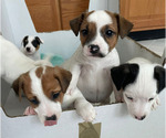 Small Photo #1 Jack Russell Terrier Puppy For Sale in HAYMARKET, VA, USA
