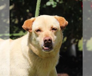 Labrador Retriever-Unknown Mix Dogs for adoption in Canton, CT, USA