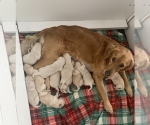 Mother of the Golden Retriever puppies born on 11/14/2022