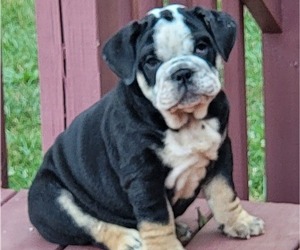 Bulldog Puppy for sale in MCLEANSVILLE, NC, USA