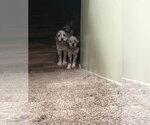Small #3 Australian Shepherd-Lhasa Apso Mix
