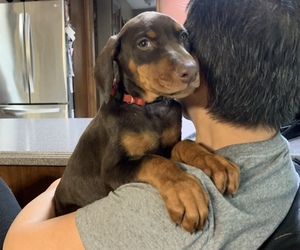 Doberman Pinscher Puppy for sale in BRISTOL, CT, USA