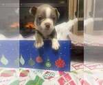 Puppy JACKIE BLUE Boston Terrier
