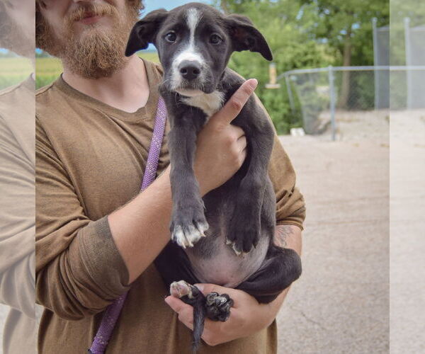 Medium Photo #4 American Bulldog-American Staffordshire Terrier Mix Puppy For Sale in Huntley, IL, USA