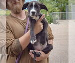 Small #3 American Bulldog-American Staffordshire Terrier Mix
