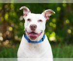 Small #1 Labrador Retriever Mix