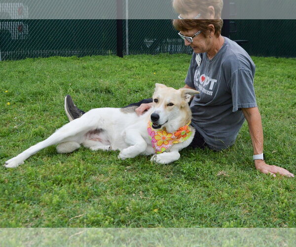 Medium Photo #3 Collie-Unknown Mix Puppy For Sale in McKinney, TX, USA