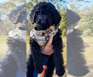 Poodle (Standard) Puppy for sale in LEBANON, MO, USA