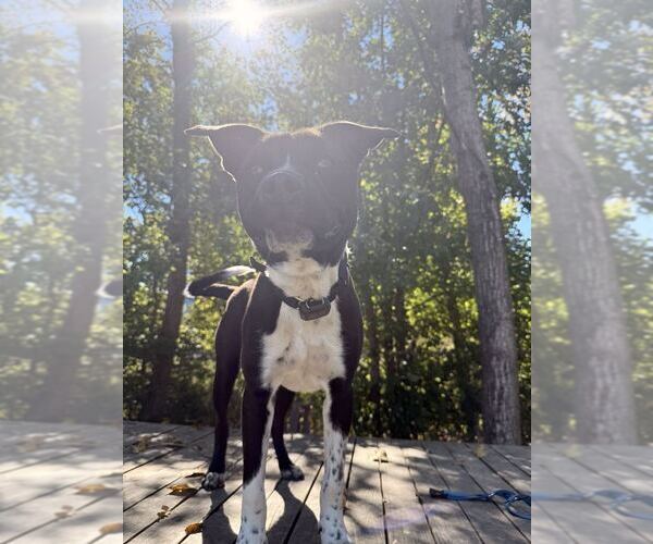 Medium Photo #2 Mutt Puppy For Sale in Elmsford, NY, USA