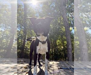 Hatha - Male Mutt Dog for Adoption - Photo #2