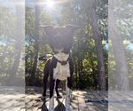 Small Photo #2 Mutt Puppy For Sale in Elmsford, NY, USA