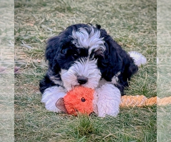Medium Photo #5 Bernedoodle (Miniature) Puppy For Sale in ROY, UT, USA