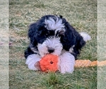Shale - Female Bernedoodle (Miniature) Puppy for Sale - Photo #5