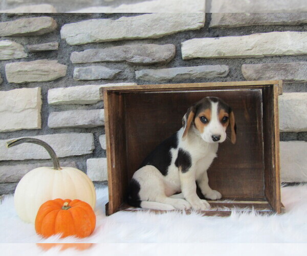 Medium Photo #28 Beagle Puppy For Sale in SUGARCREEK, OH, USA