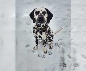 Dalmatian Dogs for adoption in Croydon, NH, USA