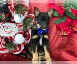 Australian Cattle Dog Puppy for sale in LANCASTER, PA, USA