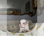 Small #7 Chihuahua