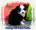 Small Photo #3 Miniature Australian Shepherd Puppy For Sale in FORESTBURG, TX, USA