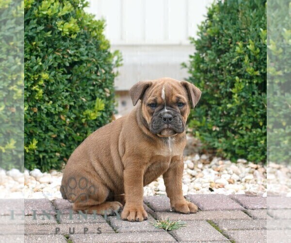 Medium Photo #1 Olde English Bulldogge Puppy For Sale in NARVON, PA, USA