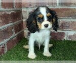 Small #4 Cavalier King Charles Spaniel