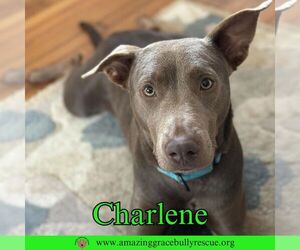 Charlene (Char) - Female Labrador Retriever-Unknown Mix Dog for Adoption - Photo #17