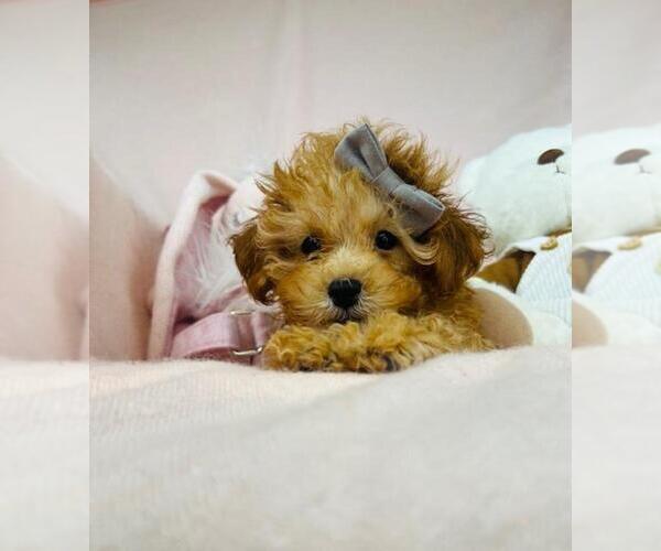 Medium Photo #1 Goldendoodle Puppy For Sale in CHAPEL HILL, NC, USA