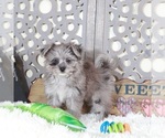 Small #3 Pomeranian-Poodle (Toy) Mix