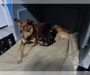 Mother of the Miniature Pinscher puppies born on 07/26/2021