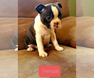 Boston Terrier Puppy for sale in ZILLAH, WA, USA