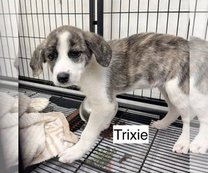 Mountain Cur Dogs for adoption in Gilberts, IL, USA