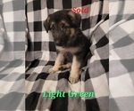 Small Photo #10 German Shepherd Dog Puppy For Sale in HARRISONVILLE, MO, USA